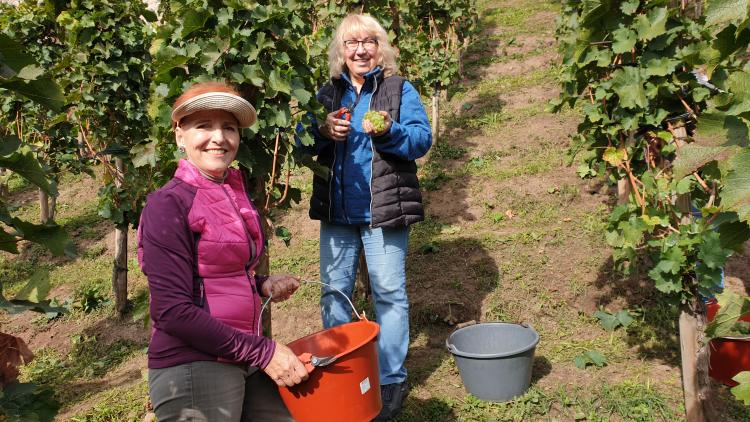 Die Stadträtinnen im Weinberg